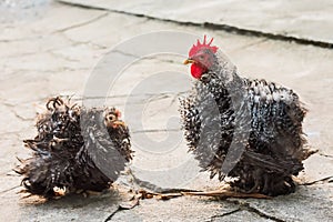 Black and white frizzle. photo