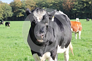 Black and white frysian cow head looking in camera at meadow in the Netherlands