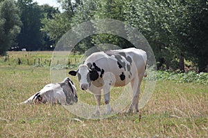 Black white Frysian cows on the meadows of Oldebroek in the Netherlands