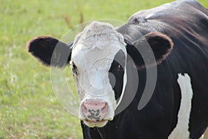 Black white Frysian cows on the meadows of Oldebroek in the Netherlands