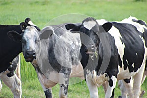 Black white Frysian cows on the meadows of Oldebroek in the Netherlands