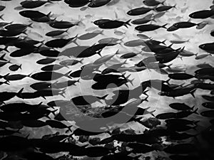 Black and White Full Frame Tropical Fish School Underwater