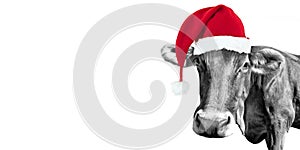 Black and white fun cow on white with a Santa hat, Christmas greeting card
