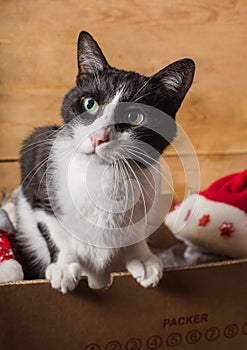 Black and white funny cat inside christams decorations box