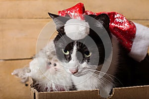 Black and white funny cat inside christams decorations box