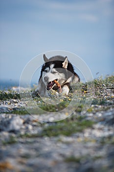 Black and white funny Siberian husky lying on a mountain eats treats. The funny dog on the background of natural landscape. Blue e