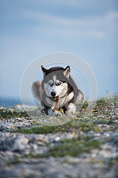 Black and white funny Siberian husky lying on a mountain eats treats. The funny dog on the background of natural landscape. Blue e