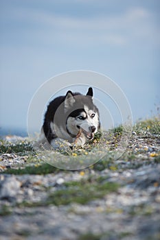 Black and white funny Siberian husky lying on a mountain eats treats. The funny dog on the background of natural landscape. Blue e