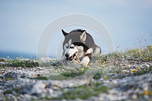 Black and white funny Siberian husky lying on a mountain eats treats. The funny dog on the background of natural landscape. Blue e