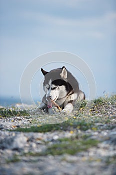 Black and white funny Siberian husky lying on a mountain eats treats. The funny dog on the background of natural landscape. Blue e