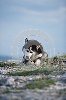 Black and white funny Siberian husky lying on a mountain eats treats. The funny dog on the background of natural landscape. Blue e