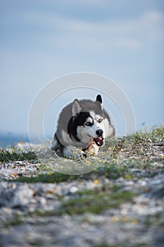 Black and white funny Siberian husky lying on a mountain eats treats. The funny dog on the background of natural landscape. Blue e