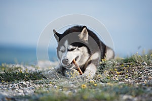 Black and white funny Siberian husky lying on a mountain eats treats. The funny dog on the background of natural landscape. Blue e