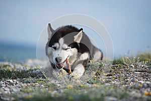 Black and white funny Siberian husky lying on a mountain eats treats. The funny dog on the background of natural landscape. Blue e