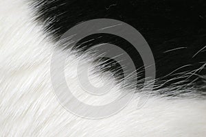 Black and white fur background