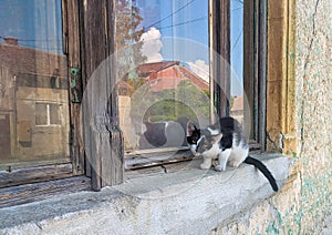 Black and white fur cat sits on the window sill