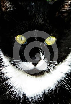 Black And White Furry Cat With Bright Yellow Eyes Closeup