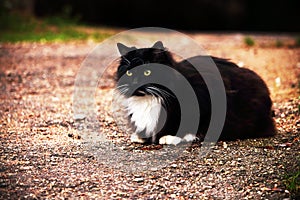 Black and white furry cat sitting on a road