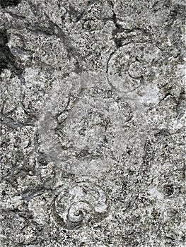 Black and white gastropod slices in chazy limestone