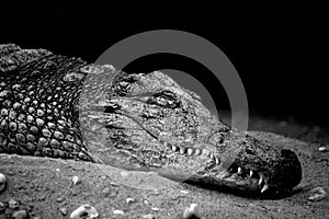 Black and white gator