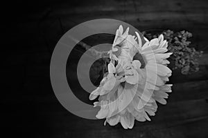 Black and white Gerbera Daisies and Coralbell accent
