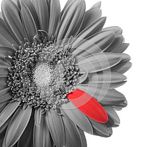 Black and white gerbera with red petal