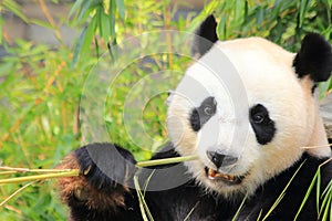 Black and white giant panda bear eating bamboo