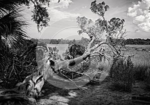 Black and white of a gnarly tree in the swamplands