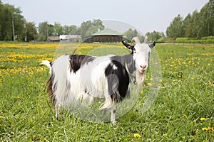 Black-and-white goat
