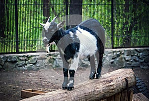 Black and white goat