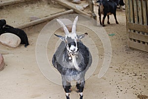 Black and white goat with big horns