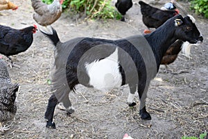 Black and white goat between happy farm hens on sustainable farm in chicken garden. photo