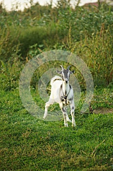 Black white goat grazes on green grass in summer field