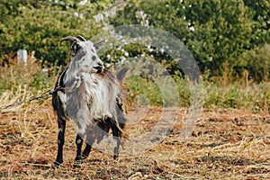 Black and white goat with horns growing back on a leash grazes in the field. protection of animals, milk-giving animals