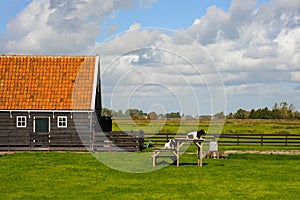 Black and white goats that look like cows from afar in a Netherlands Landscape.