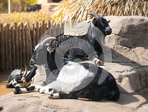 Black and white goats resting next to a hut