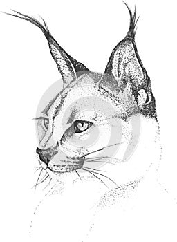 Black and white graphic portrait of a lynx