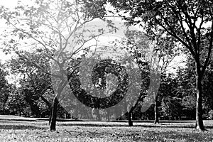 Black and white grass field in big city park