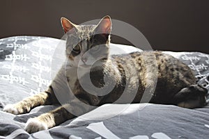 Black and white gray tabby Europeeun cat