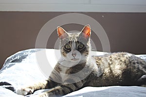 Black and white gray tabby Europeeun cat