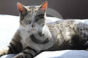 Black and white gray tabby Europeeun cat