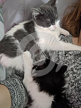 Black & White and Gray & White Kittens snuggling