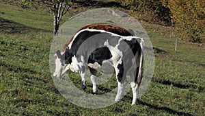 Black and white grazing cow eats grass