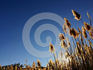 Tall pampas Cortaderia grass in a field on the background of the setting sun and blue sky. Bright Sunny summer photo. Golden ear