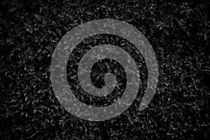 Black and white green leaves texture background, Natural background and wallpaper