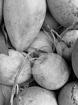 Black and white green mango fruit close-up on sale in the market stall