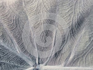 Black, white, green, variagated pattern on the Alocasia or Colocasia leaf, beautiful background image photo