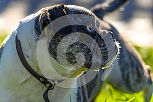 Black, white and grey Pug Dog