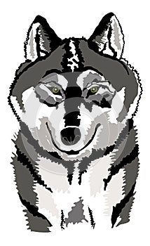 Black and white/grey wolf illustration