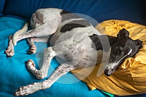 Black and White Greyhound Lying on a Sofa With a Pillow Under its Head